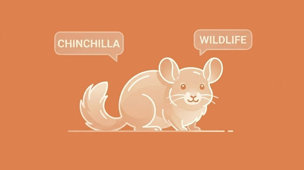 names for chinchilla - logotype